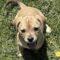Tiffany  (Chi/Boxer mix)