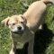 Tiffany  (Chi/Boxer mix)