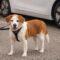Rosie (Beagle mix)