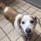 Rosie (Beagle mix)