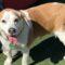 Rosie (Beagle mix)
