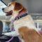 Rosie (Beagle mix)