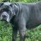 Athena (Cane Corso)