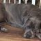 Athena (Cane Corso)