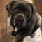 Athena (Cane Corso)