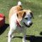 Rosie (Beagle mix)