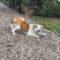 Rosie (Beagle mix)