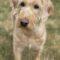 Faith ( Labradoodle)
