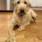 Faith ( Labradoodle)