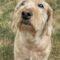Faith ( Labradoodle)