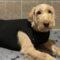 Faith ( Labradoodle)