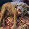 Willa ( Chocolate Lab )