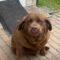 Willa ( Chocolate Lab )