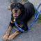 Luisa (Rottie)