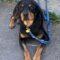 Luisa (Rottie)