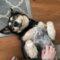 Miska (Husky)