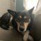 Miska (Husky)