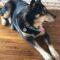 Miska (Husky)