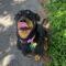 Luisa (Rottie)