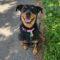 Luisa (Rottie)
