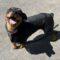 Luisa (Rottie)