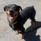 Luisa (Rottie)