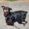 Luisa (Rottie)