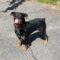 Luisa (Rottie)