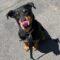 Luisa (Rottie)
