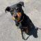 Luisa (Rottie)