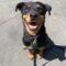 Luisa (Rottie)