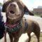 Minnow (Lab)