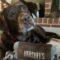 Minnow (Lab)