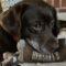 Minnow (Lab)
