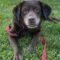Minnow (Lab)