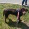 Minnow (Lab)
