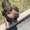 Minnow (Lab)