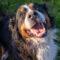 Sugar ( Bernese Mt Dog)
