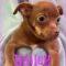 Bailey (Chi)