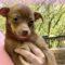 Bailey (Chi)
