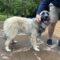 Ben (Great Pyrenees)