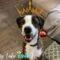 Petey (aka King)