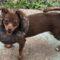 Bailey (Chi)
