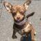 Bailey (Chi)