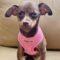 Bailey (Chi)