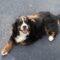 Sugar ( Bernese Mt Dog)