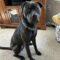 Black Betty (Zola) (Terrier mix)