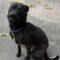 Black Betty (Zola) (Terrier mix)
