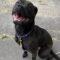 Black Betty (Zola) (Terrier mix)