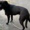 Black Betty (Zola) (Terrier mix)